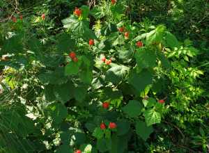 Malaviscus arboreus, Turk's Cap, at Memorial Park in Houston, Texas