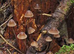 For more information about this, see the observation page at Mushroom Observer.