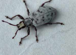 Sri Lanka Weevil (Myllocerus undecimpustulatus)