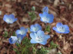 Image of Nemophila menziesii.