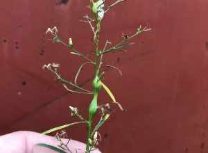Stem galls caused by Neolasioptera erigerontis, a species of insect.