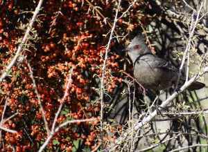 Photo of Phainopepla uploaded from iNaturalist.