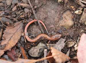 Northern Zigzag Salamander (Plethodon dorsalis)
