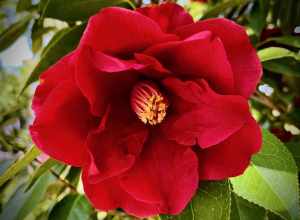 Elizabeth F. Gamble Garden, Palo Alto.
Camellias were in fine form yesterday on our brief visit.
Keep this lovely garden in mind when visiting the Stanford-Menlo Park-Palo Alto area. Admission is free, plenty of free parking -- and it's a great