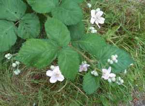 Rubus bifrons (Himalayan blackberry) or Rubus armeniacus
This has oval, serrated edge leaves, a challenging invasive species.  I often carry a pair of garden snippers when I walk, to cut off these when they extend across the sidewalk or trail, they