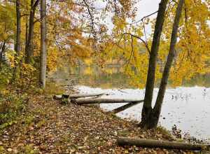 Fall foliage in Seneca Creek State Park