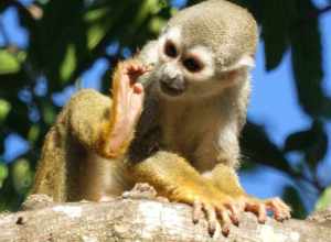 Squirrel monkeys roam freely on the 35 acre grounds of the Bonnet House Museum &amp; Gardens in Fort Lauderdale, Florida.