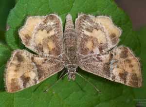 Texas Powdered Skipper (Systasea pulverulenta)