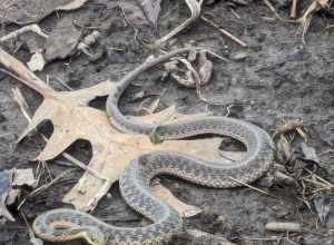 An eastern garter snake (Thamnophis sirtalis ssp. sirtalis) photographed in Sterling Heights, Michigan.