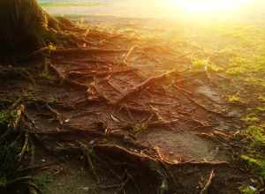 Tree root and sunshine