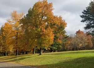 Trees