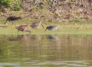 Stilt Sandpiper (right), Long-billed Dowitchers (left of center) and Greater Yellowlegs (far left)
