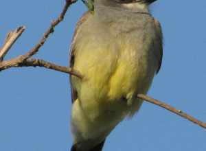 Tyrannus vociferans - Cassin's kingbird
Location: Ralph B. Clark Regional Park, Buena Park, CA, USA

Identification: National Geographic Birds of North America, 4th edition, page 299
