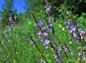 Texas vervain in bloom. Image taken 21 April, 2012 at Trinity River Audubon Center, Dallas, TX, USA