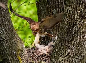 
500px provided description: Redtail hawk walking over the babies. [#bird ,#nature ,#animals ,#wildlife ,#wild ,#hawk ,#babies]