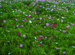 Wildflowers - New Orleans May 2021