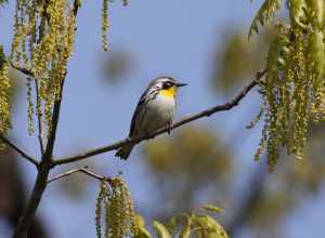 Yellow-throated Warbler (Setophaga dominica)