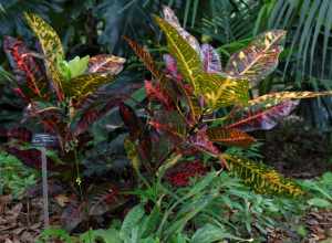 Codiaeum variegatum (croton)
