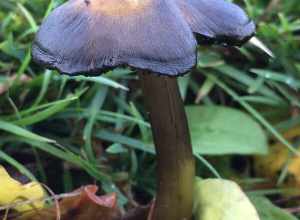 Western Witch's Hat (Hygrocybe singeri)