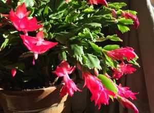 A houseplant that is blooming, called a xygocatus, and tend to bloom at various times of the year, such that is called often sold as a "Christmas cactus" or a "Thanksgiving cactus"..., etc. Actually it can bloom at many times throughout the year,