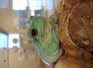White's Tree Frog