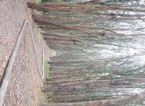 The Wood Line as created by Andy Goldsworthy in San Francisco