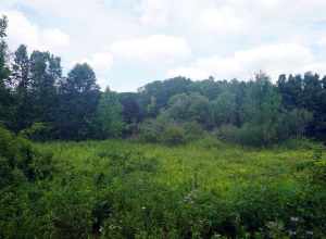 A view of a prairie from the Border-to-Border Trail in Ann Arbor, Michigan (United States).
