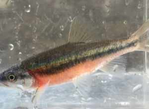 Rosyside Dace (Clinostomus funduloides)