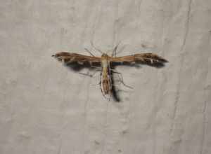 Gumweed Plume Moth (Dejongia californicus)