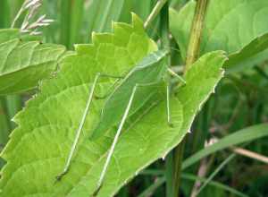Greater Angle-wing, Microcentrum rhombifolium