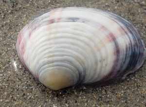 Clipped Semele (Semele decisa). Species of mollusc.