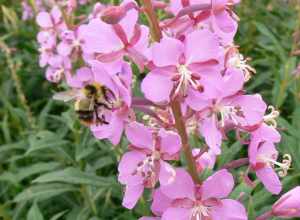 Golden-belted Bumble Bee (Bombus kirbiellus)