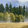 Right after the rain and sun makes a beautiful mist at Bloedel Reserve , Washington state park and photo taken by iPhone 12 Pro using telephoto camera ISO 25 at 52mm f2 with 1/1185s